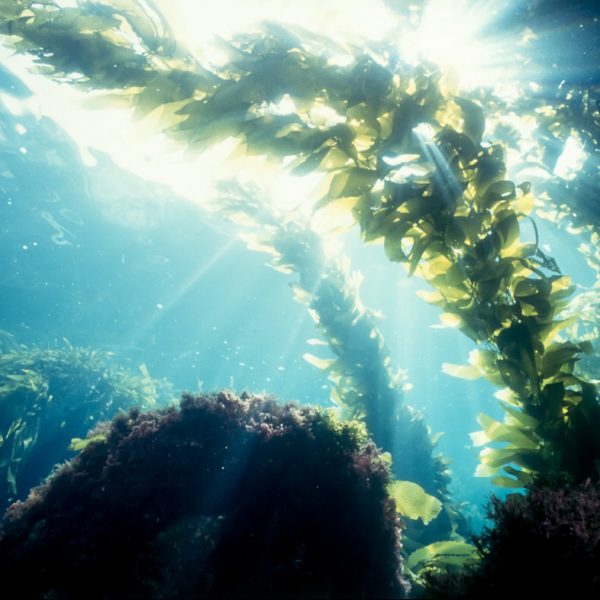 Kelp forest sunshine