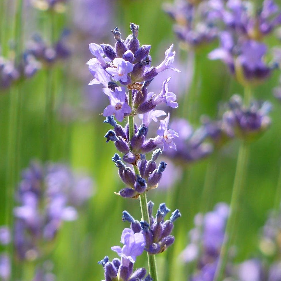 lavender-lavender-flowers-purple-violet-67234
